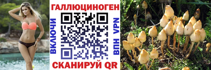 Галлюциногенные грибы Psilocybine cubensis  OMG как зайти  Никольск 